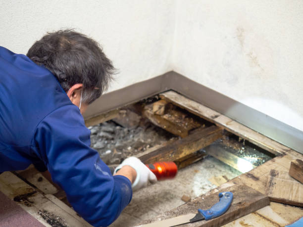 Best Commercial Mold Removal  in Perham, MN
