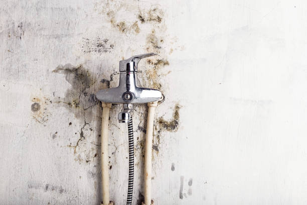 Best Toxic Mold Removal  in Perham, MN