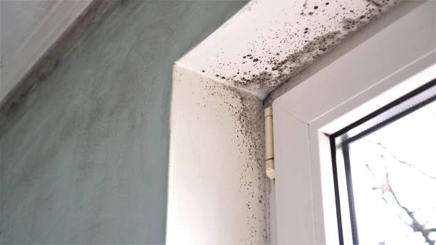 Perham, MN Mold Removal Company