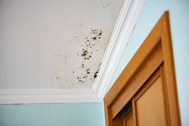 Mold Removal and Inspection in Perham, MN