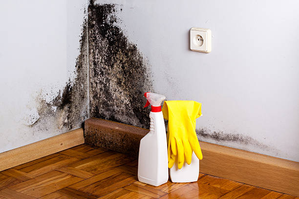 Best Local Mold Removal Service  in Perham, MN