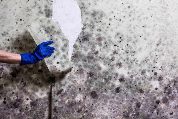 Best Best Mold Removal Companies  in Perham, MN