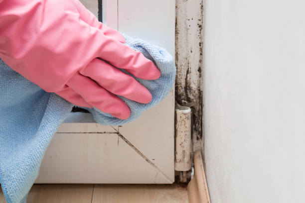 Mold Testing and Removal in Perham, MN