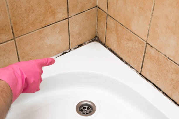 Best Residential Mold Removal  in Perham, MN